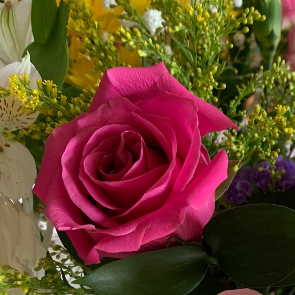 Meet your Posher, Rose